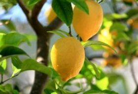 λεμόνι για μύκητες ποδιών